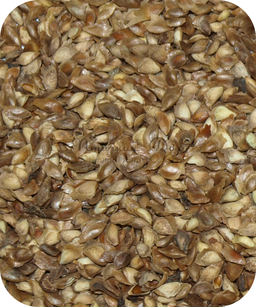 Quiko - Семена лиственницы 200 г